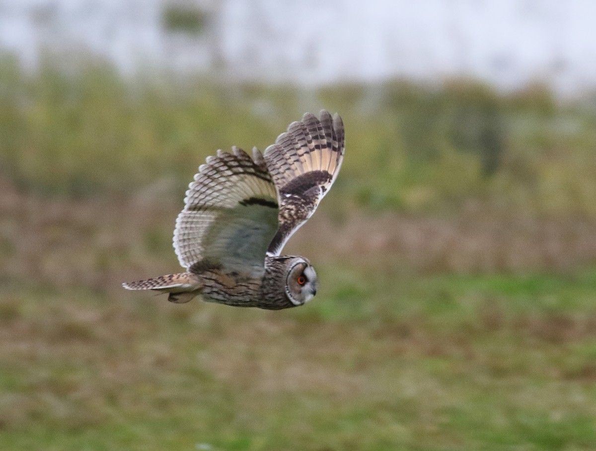 Long-eared Owl (Eurasian) - ML631696885