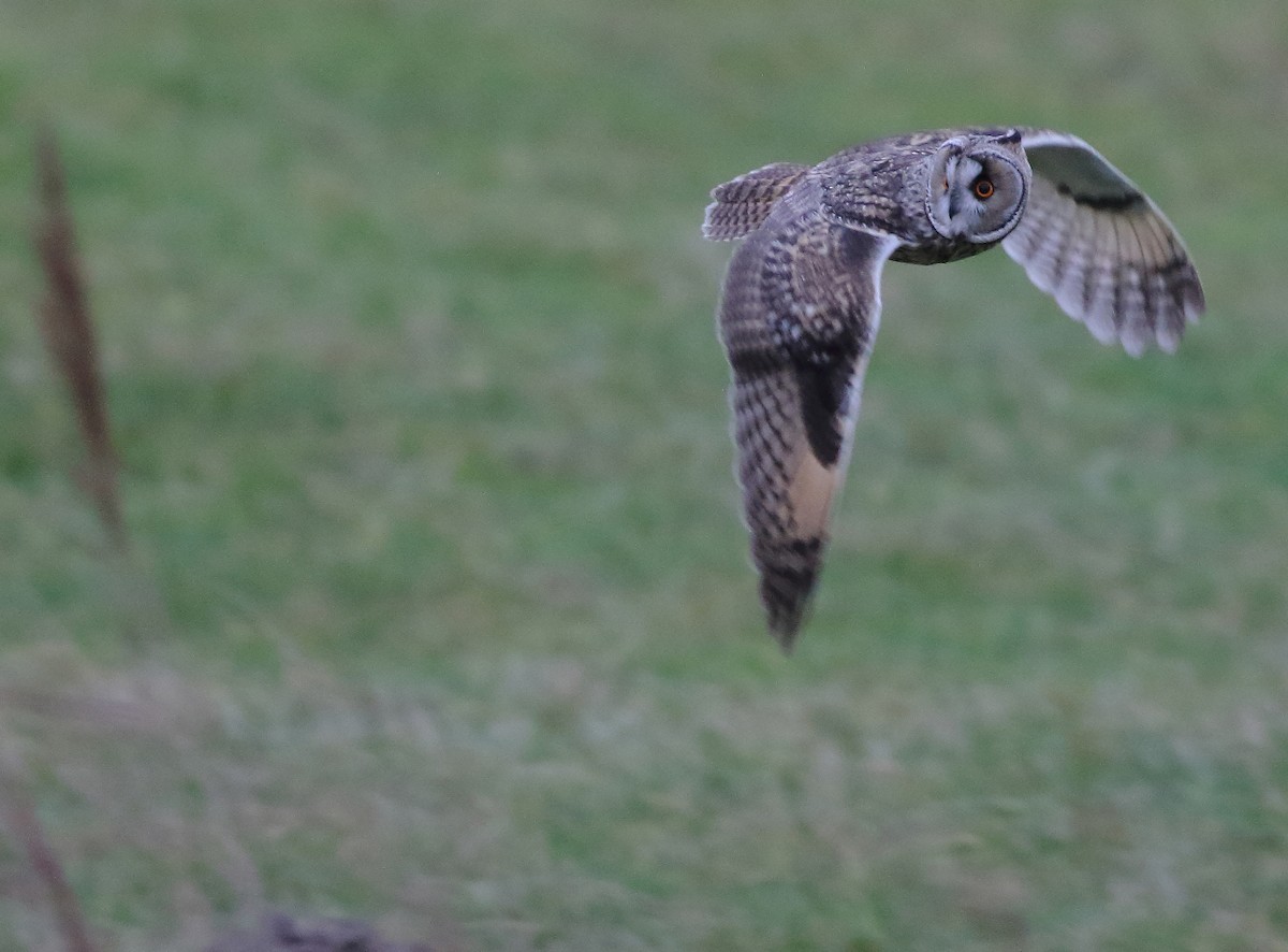 Long-eared Owl (Eurasian) - ML631696893