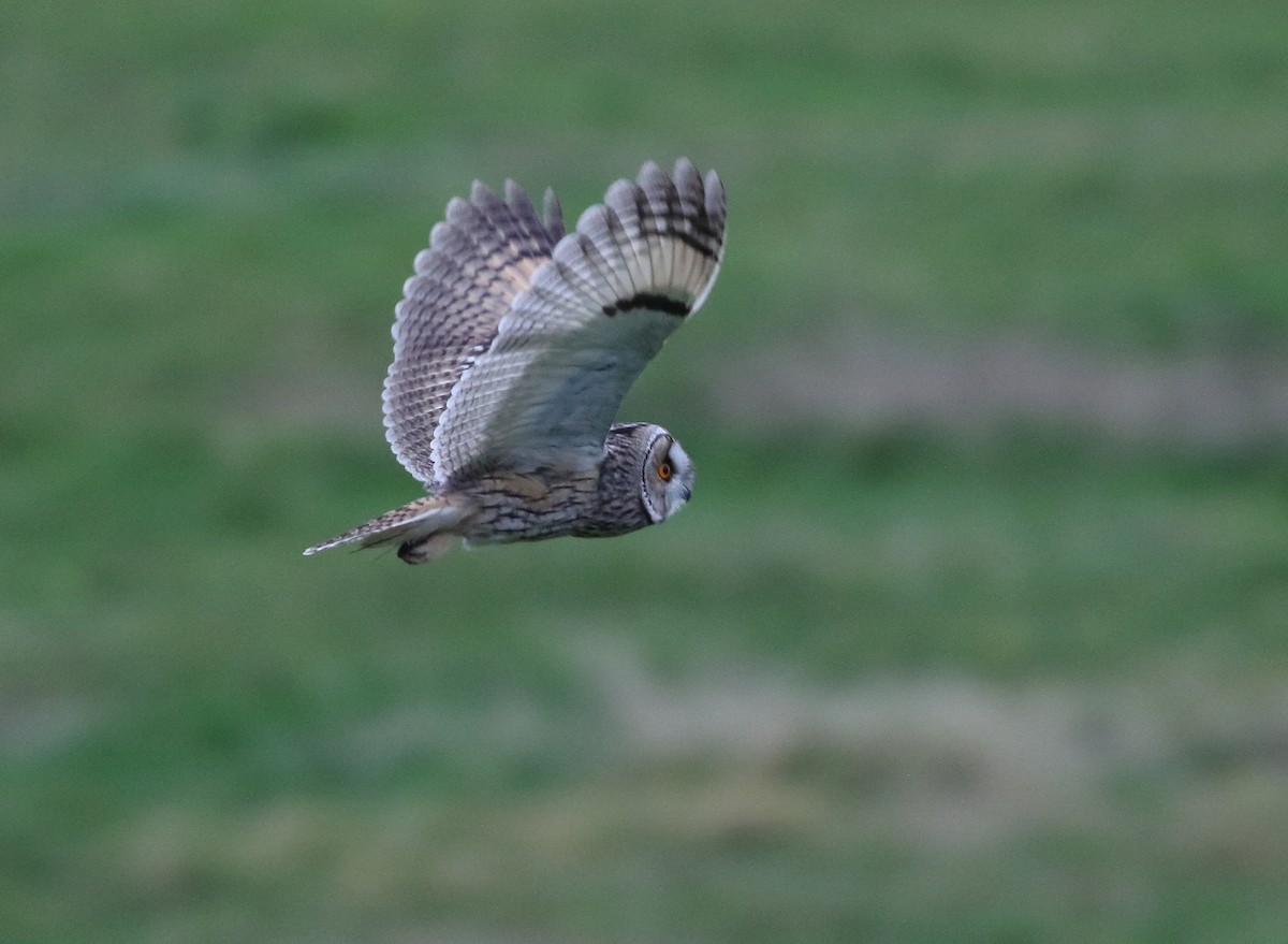 Long-eared Owl (Eurasian) - ML631696897