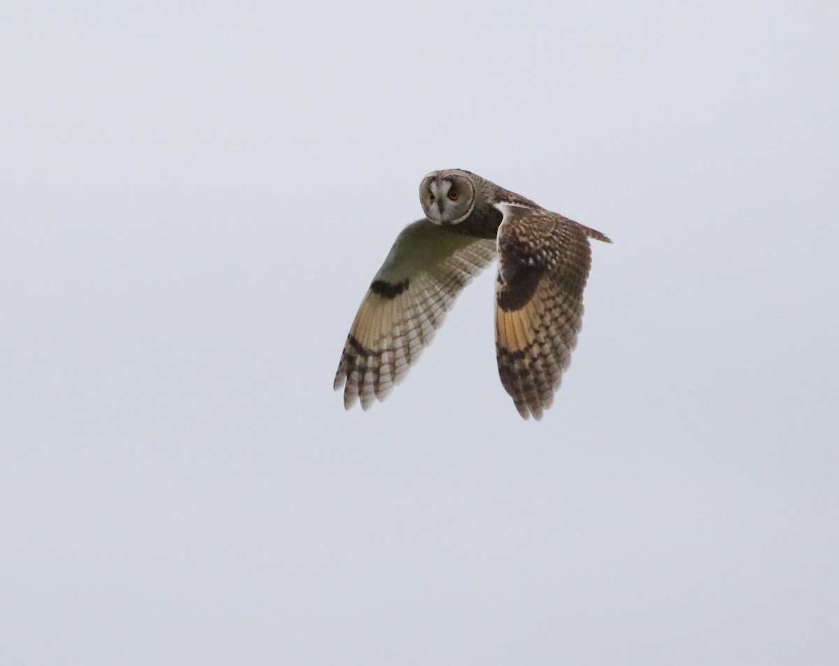 Long-eared Owl (Eurasian) - ML631696904
