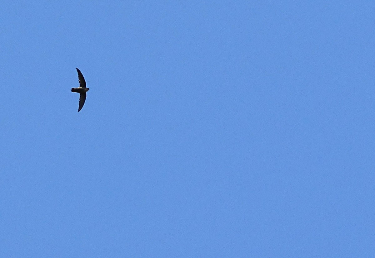 Chimney Swift - ML631696925