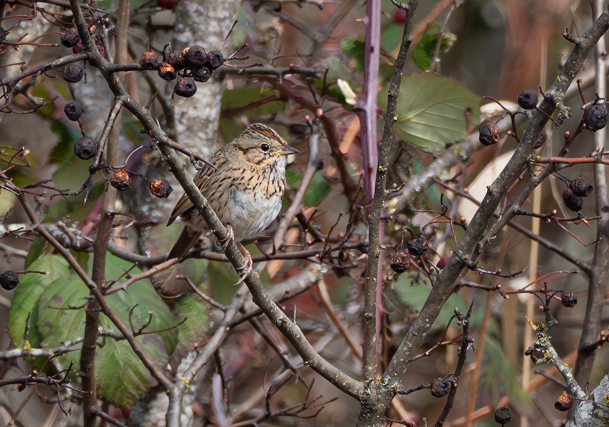 Lincoln's Sparrow - ML631696950