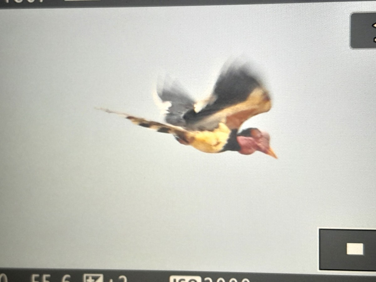 Helmeted Hornbill - ML631696997