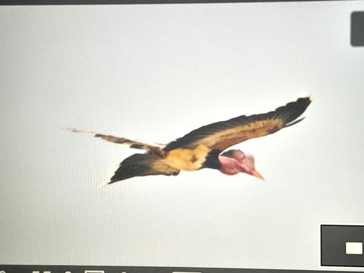 Helmeted Hornbill - ML631697000