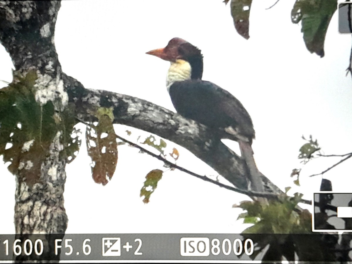 Helmeted Hornbill - ML631697003