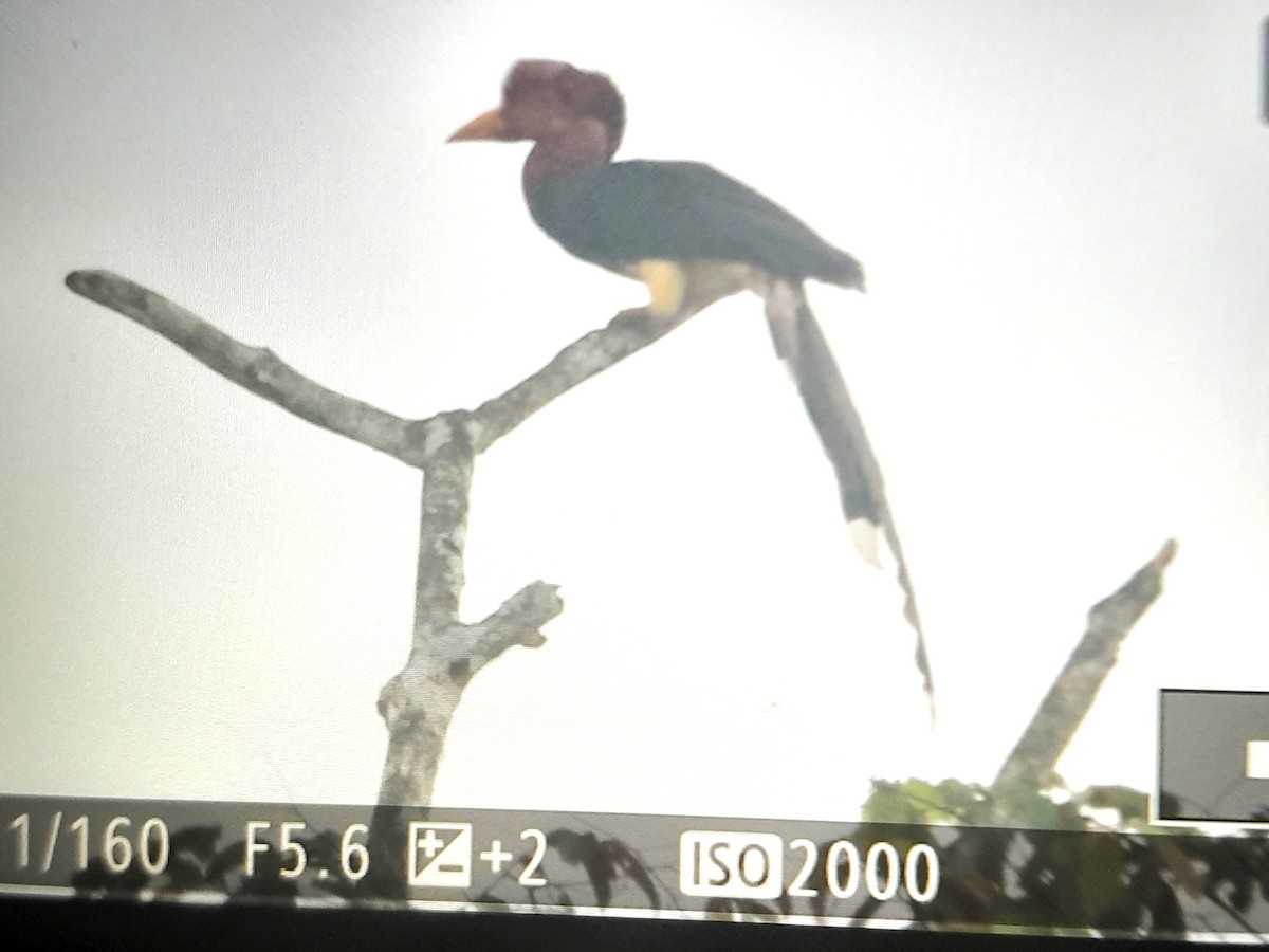 Helmeted Hornbill - ML631697009