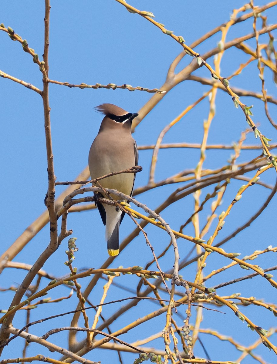 Cedar Waxwing - ML631697031