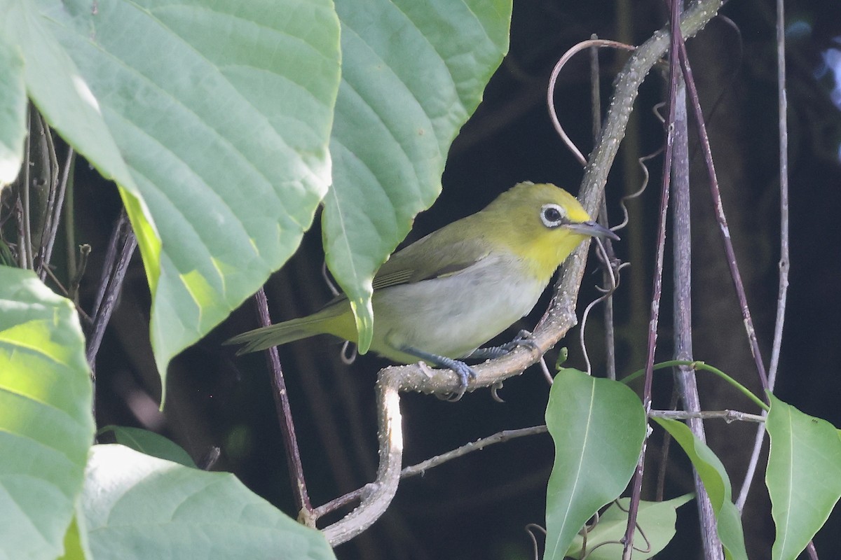 Ashy-bellied White-eye - ML631697162