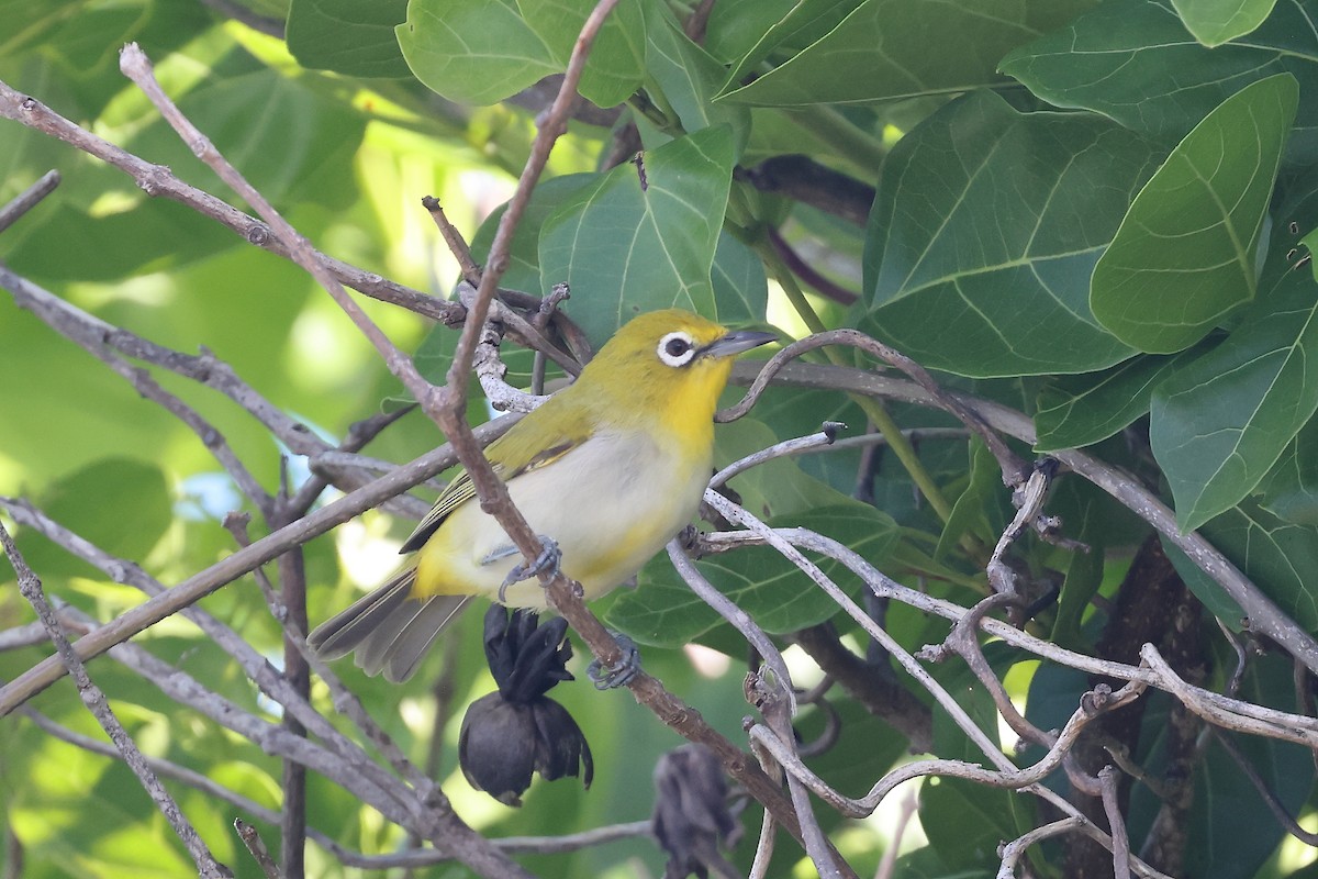 Ashy-bellied White-eye - ML631697164