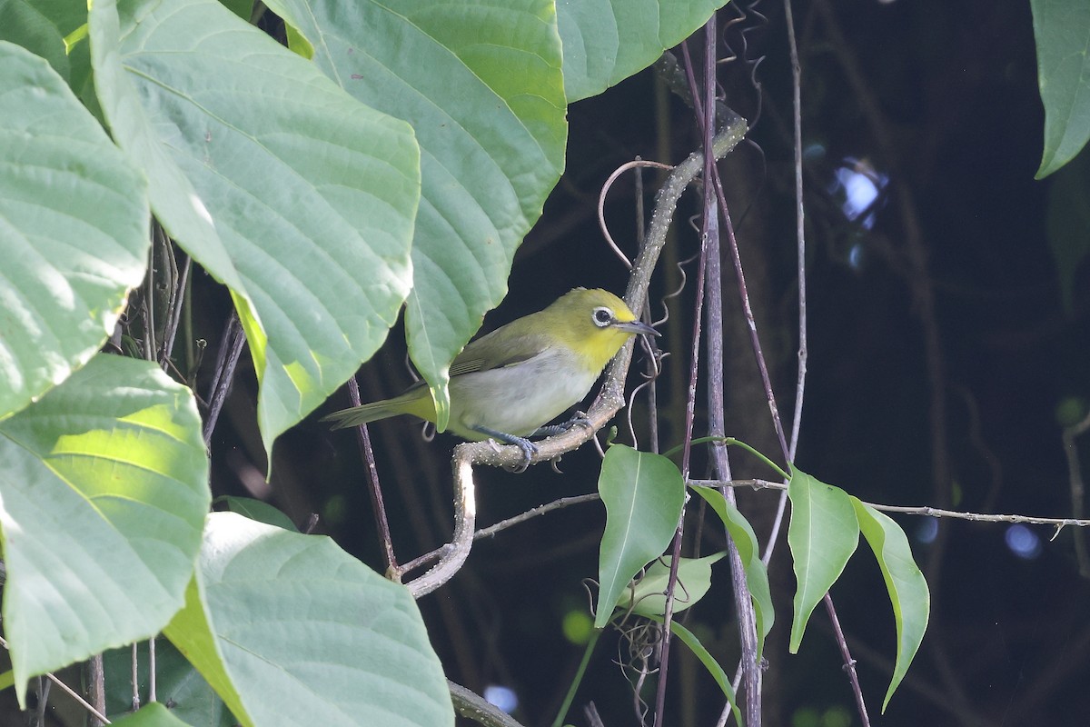Ashy-bellied White-eye - ML631697165