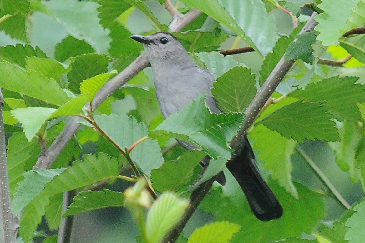 Gray Catbird - ML63169731