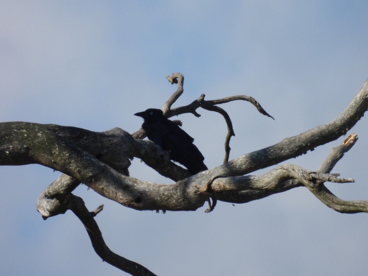 Cuervo de Mellor - ML631697487