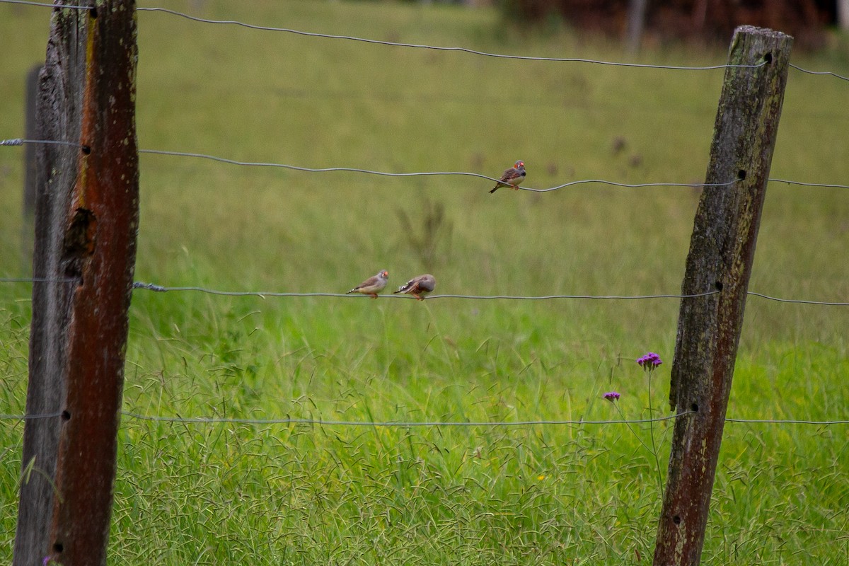 Zebra Finch - ML631697505