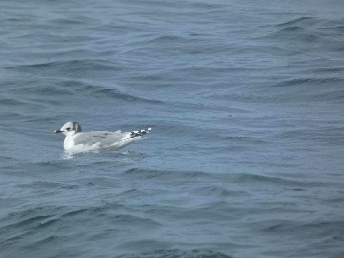 Sabine's Gull - ML631697615