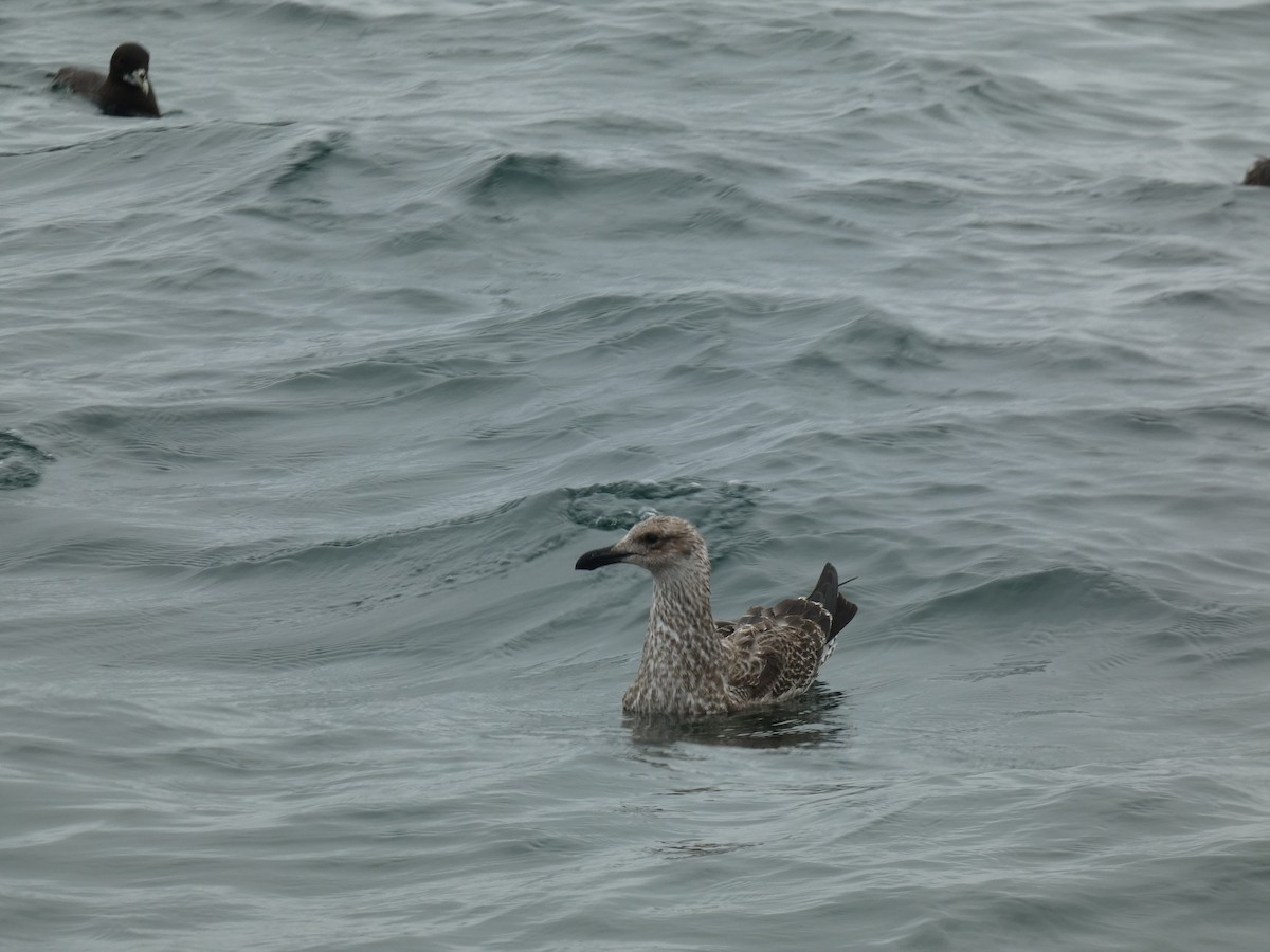 Kelp Gull - ML631697622