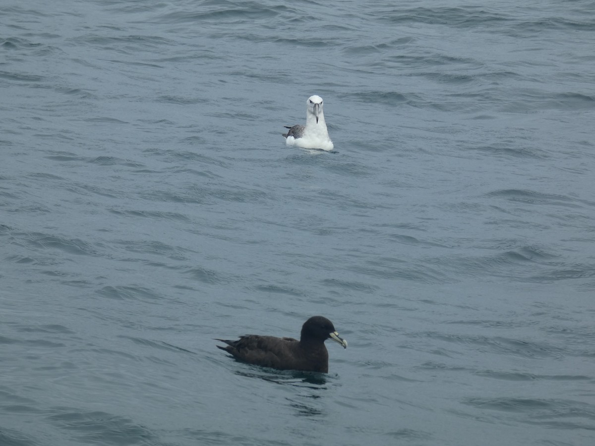 White-capped Albatross - ML631697629