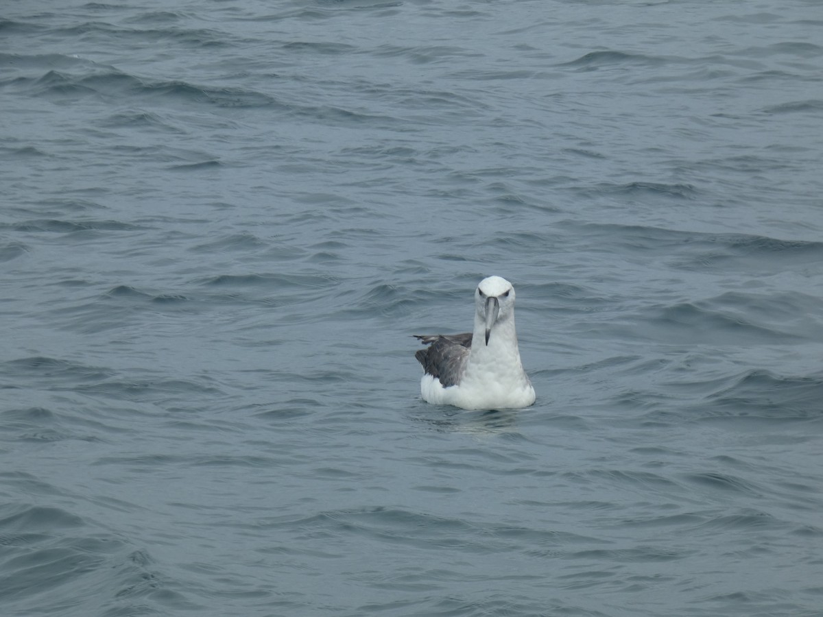 White-capped Albatross - ML631697631