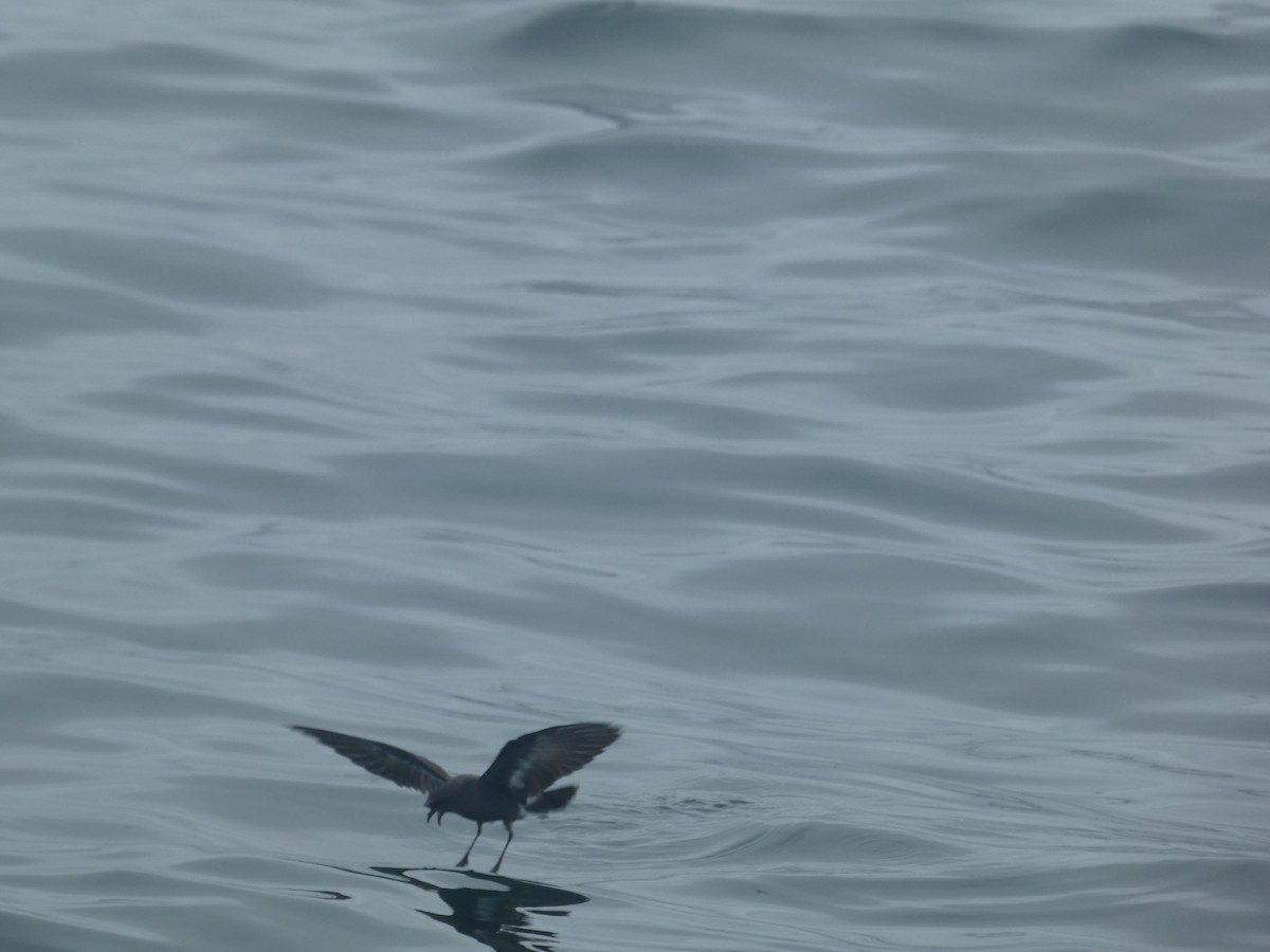 European Storm-Petrel - ML631697675