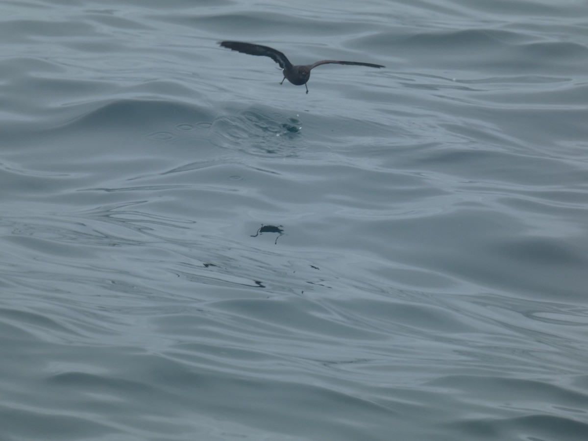 European Storm-Petrel - ML631697676