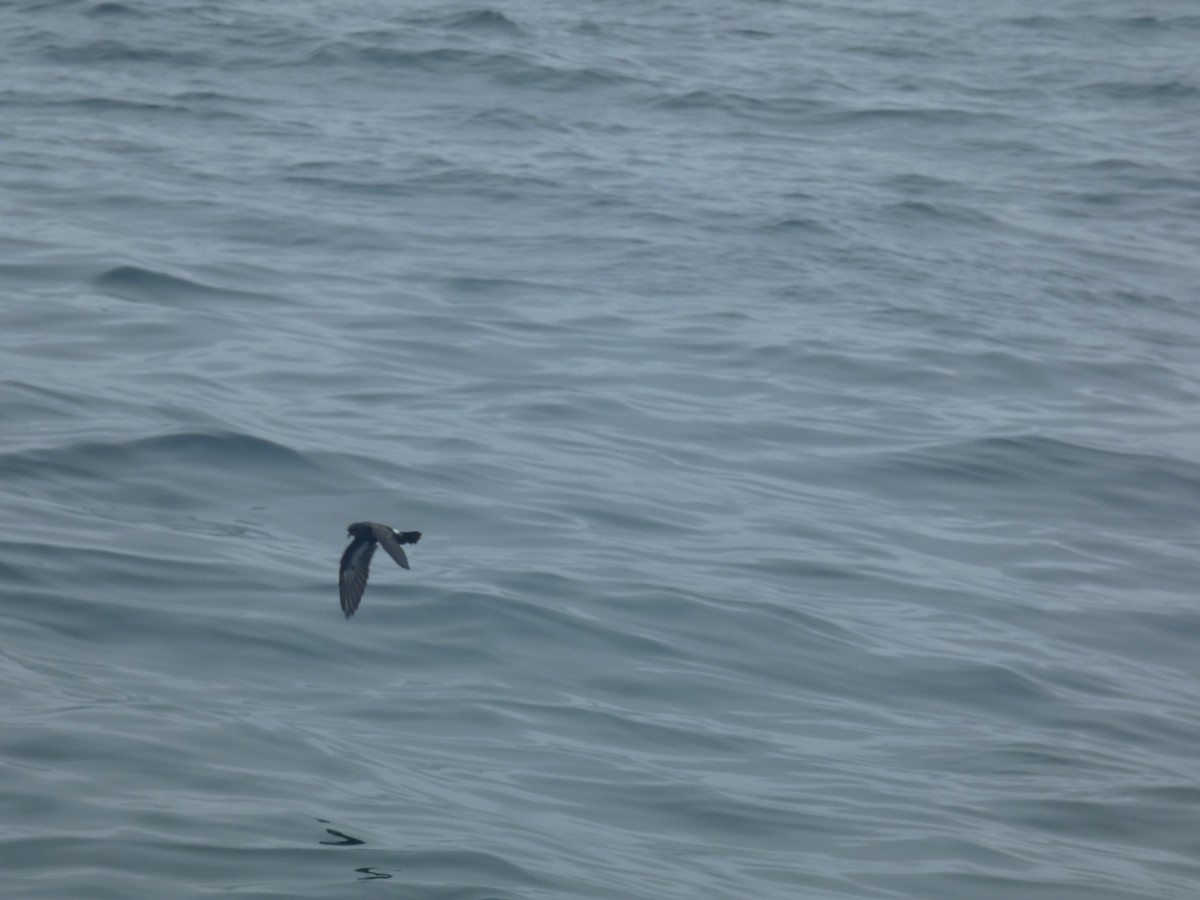European Storm-Petrel - ML631697678