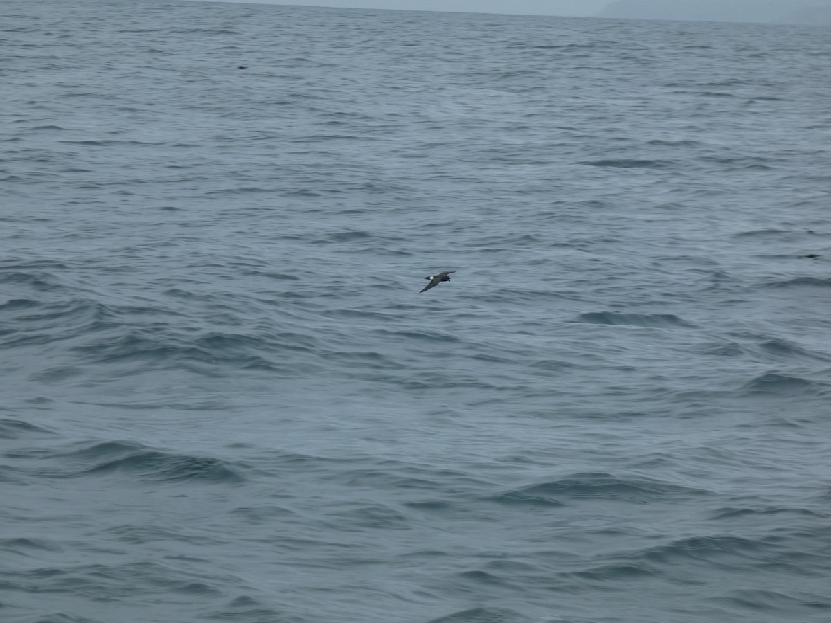 European Storm-Petrel - ML631697679