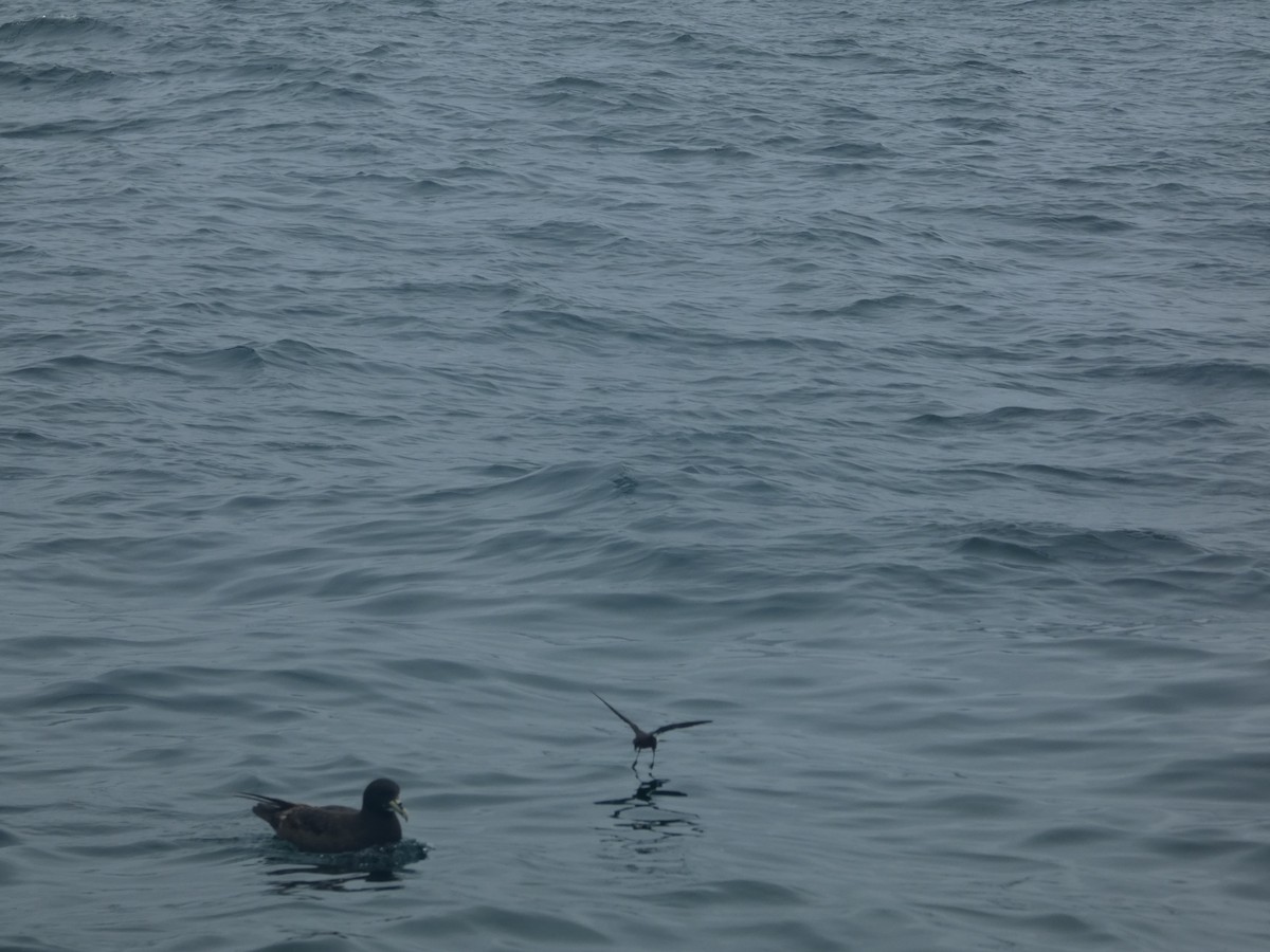 European Storm-Petrel - ML631697680