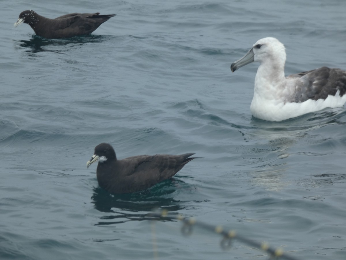 White-chinned Petrel - ML631697694