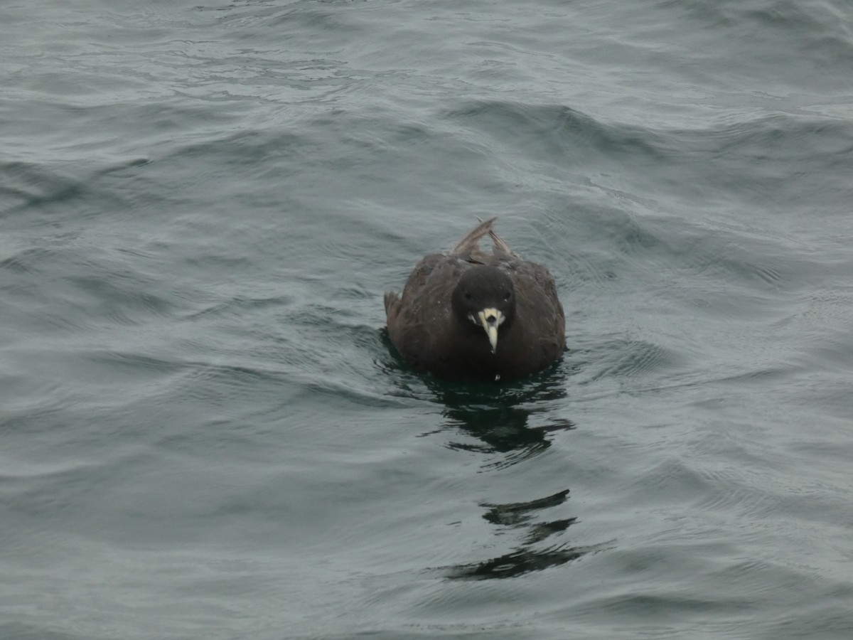 White-chinned Petrel - ML631697695