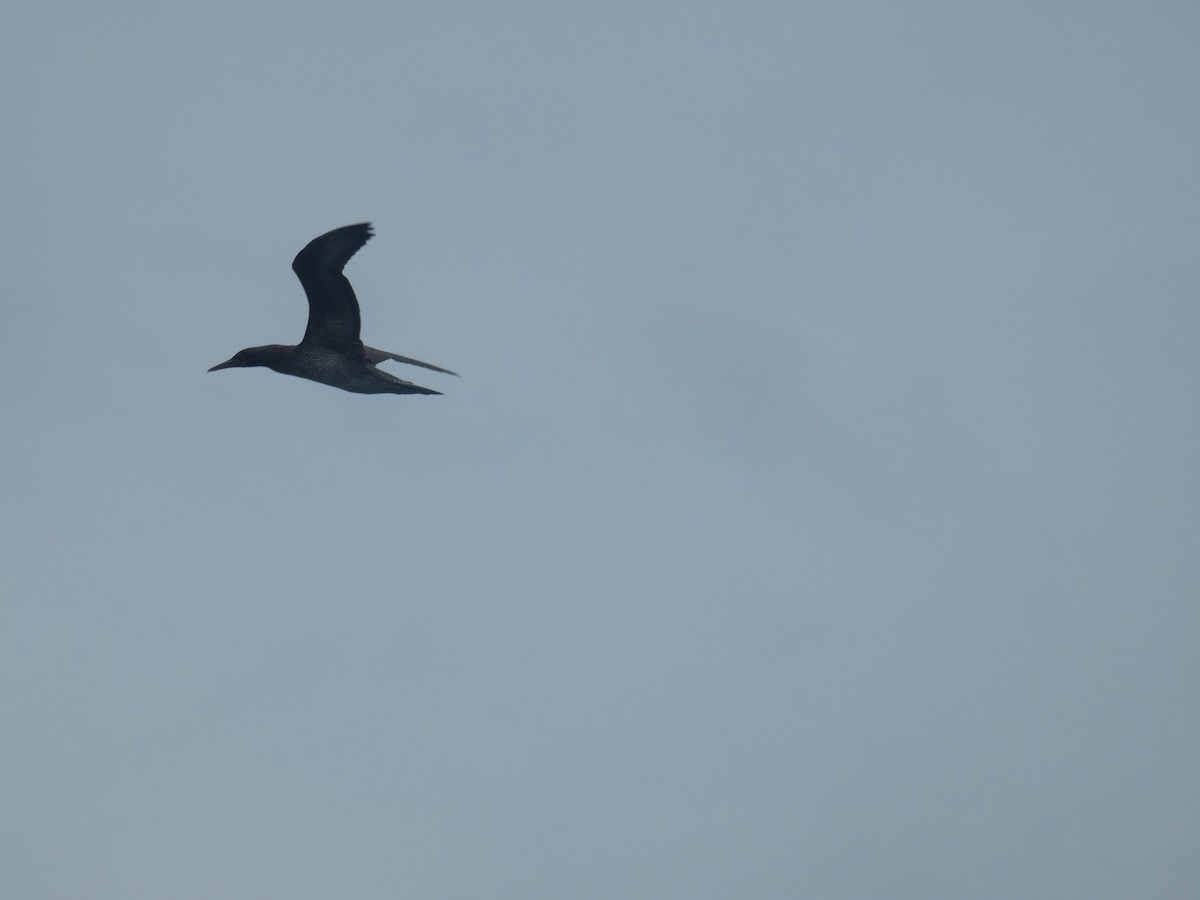Cape Gannet - ML631697715