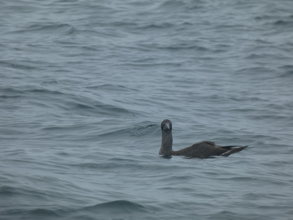 Cape Gannet - ML631697716