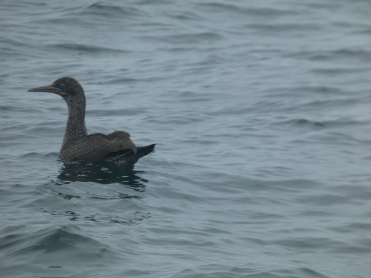 Cape Gannet - ML631697717