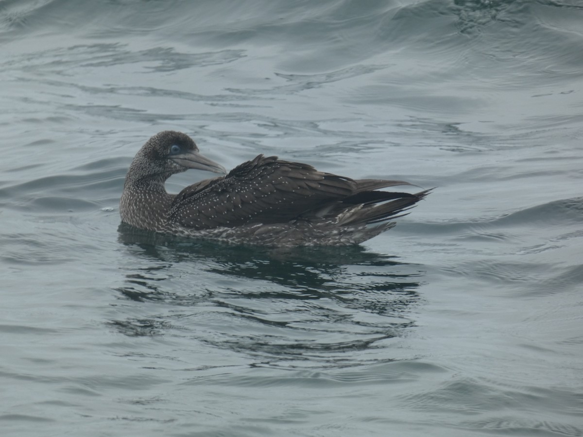 Cape Gannet - ML631697718