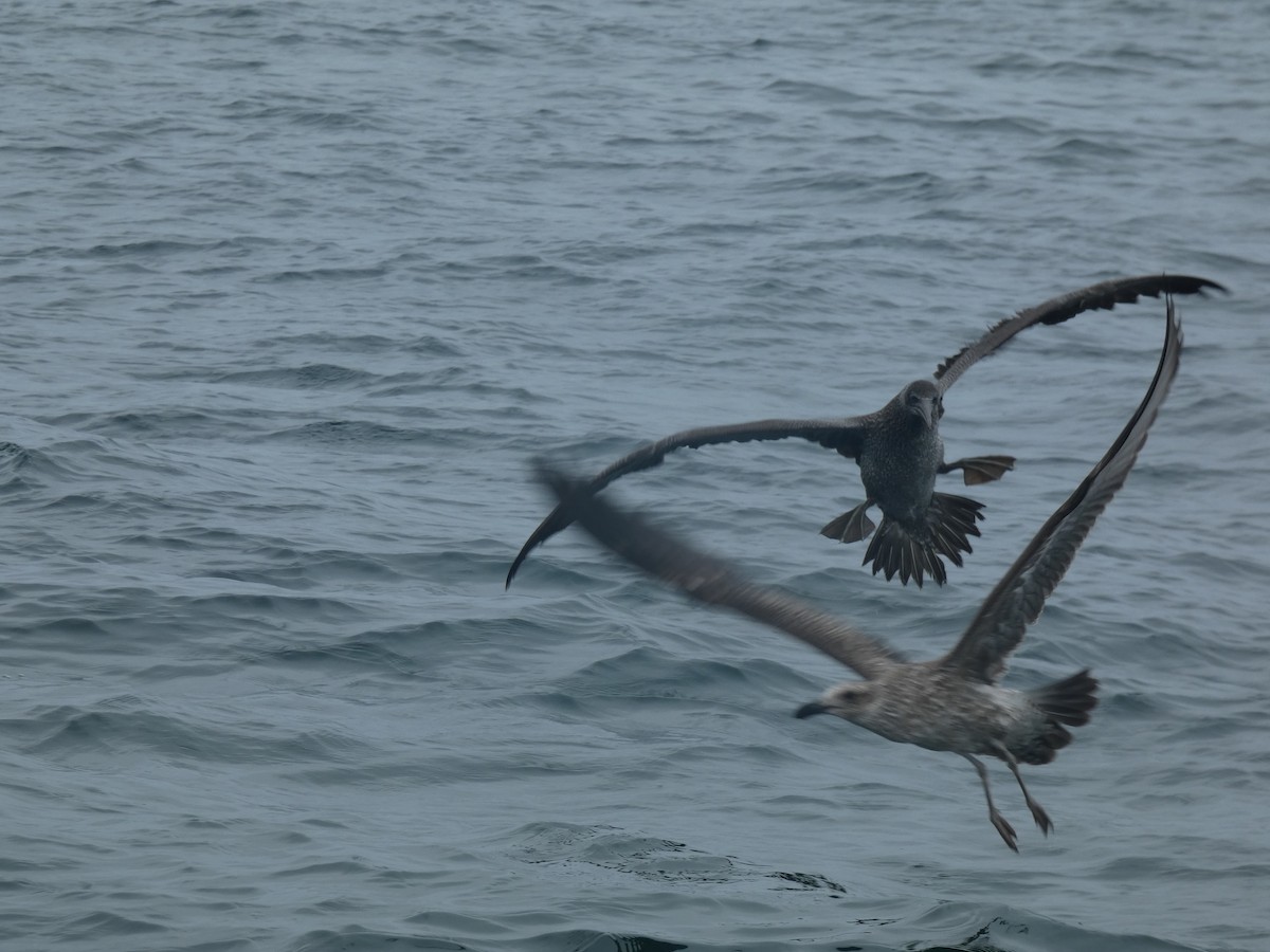 Cape Gannet - ML631697719