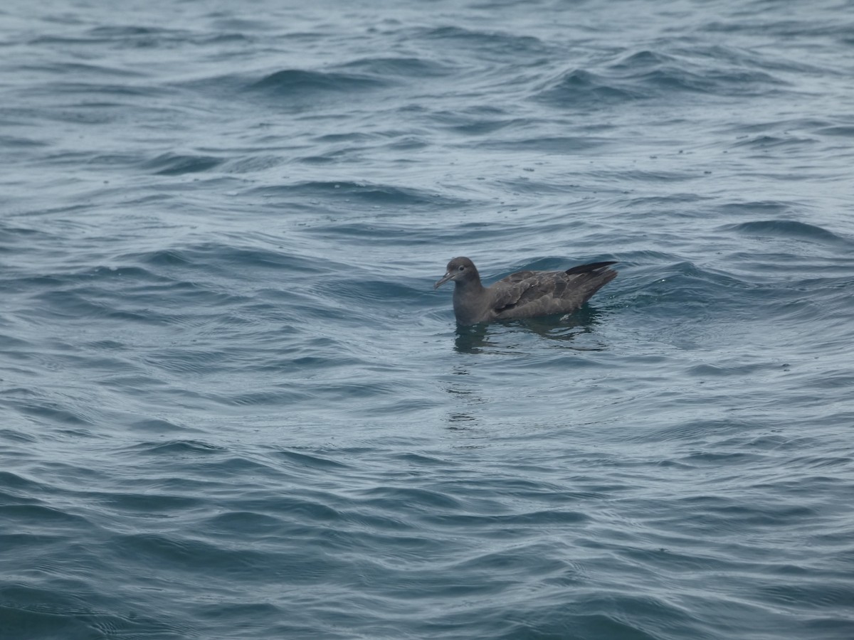 Sooty Shearwater - ML631697841