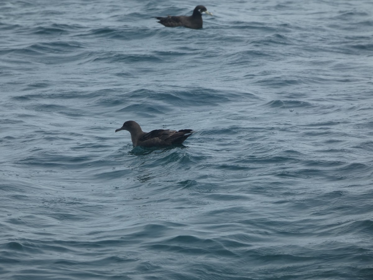 Sooty Shearwater - ML631697842