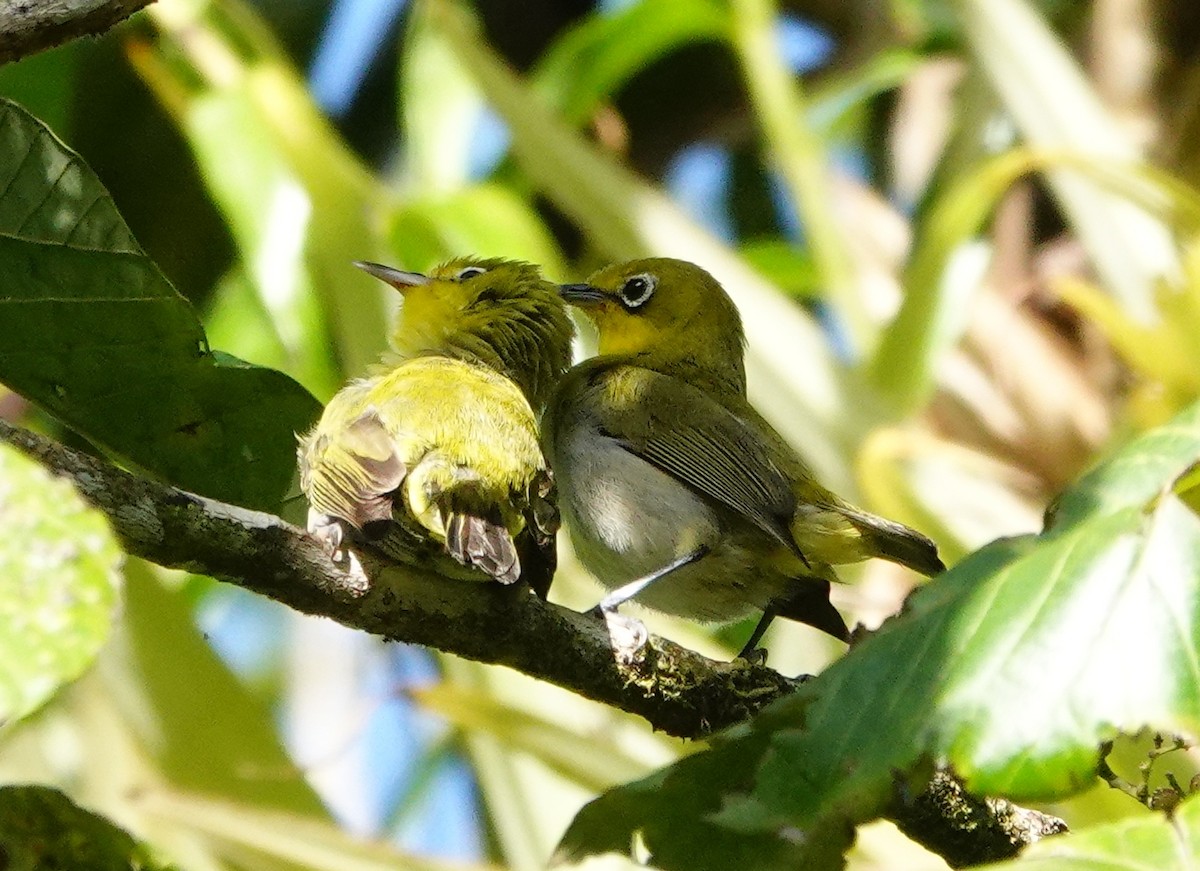 Fiji White-eye - ML631697867