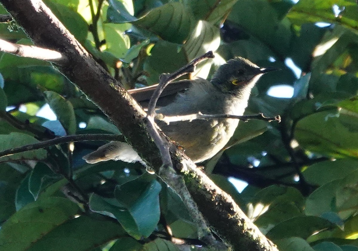 Northern Wattled-Honeyeater - ML631697880