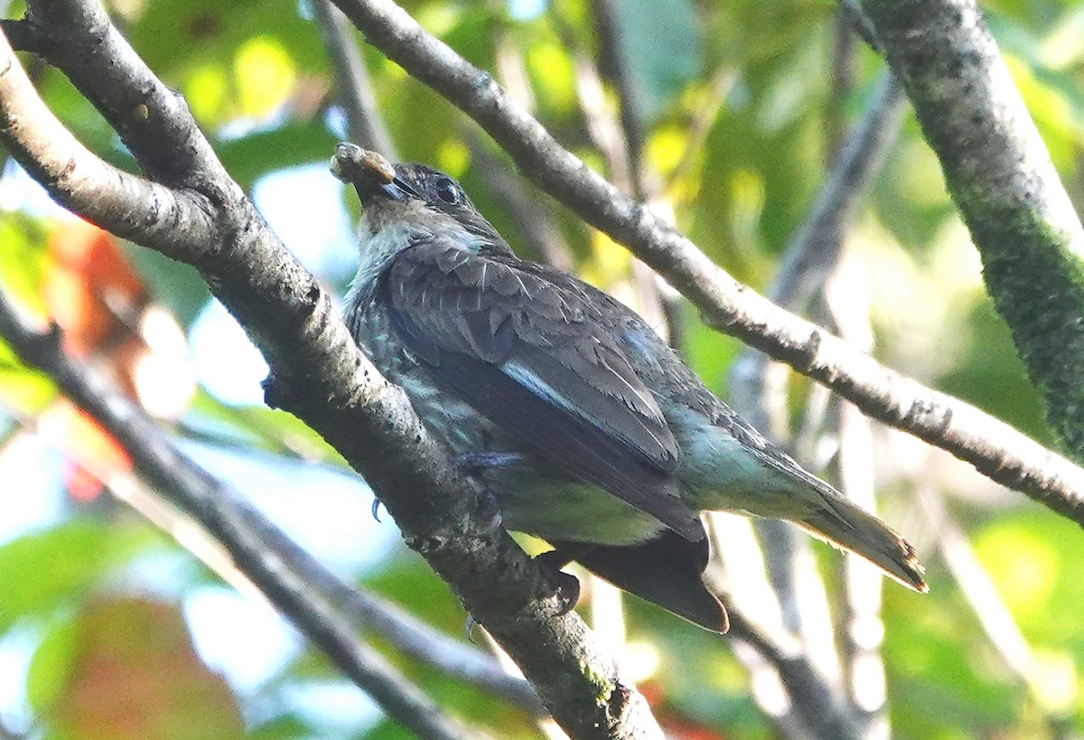 Polynesian Starling - ML631697885