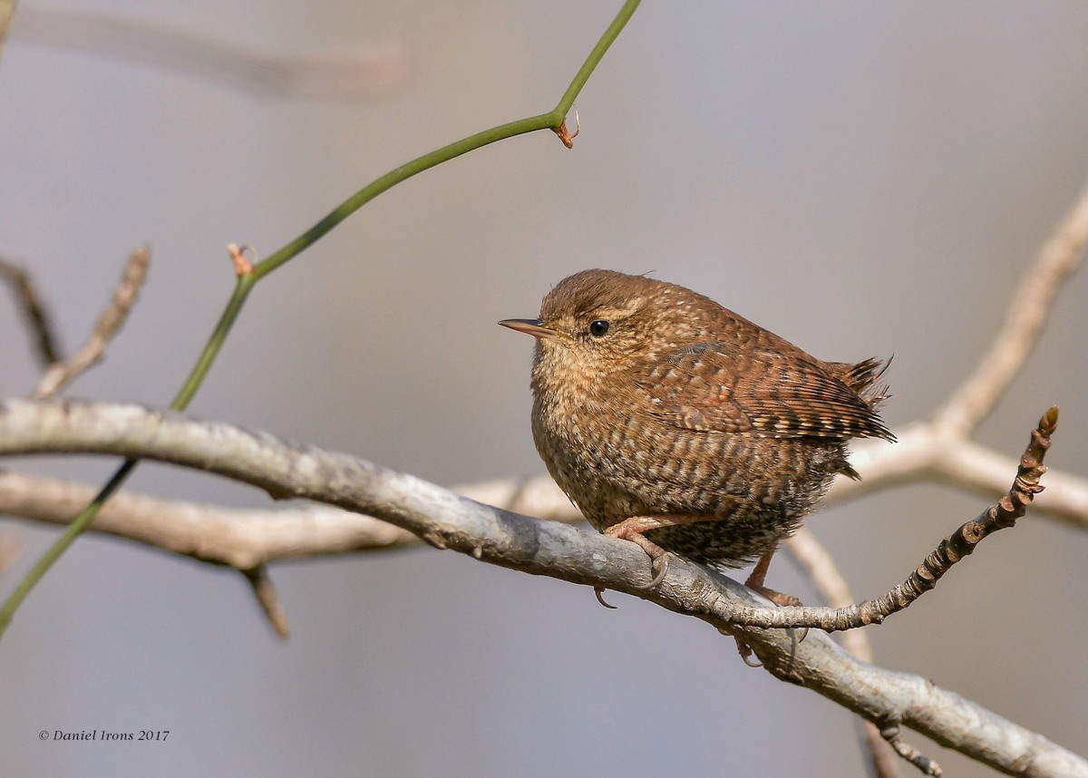 Winter Wren - ML63169791