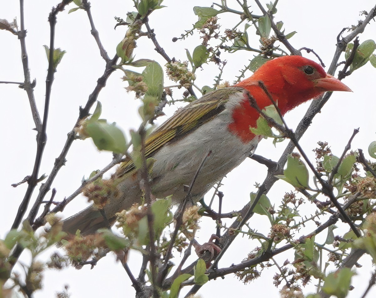 Red-headed Weaver (Southern) - ML631698329