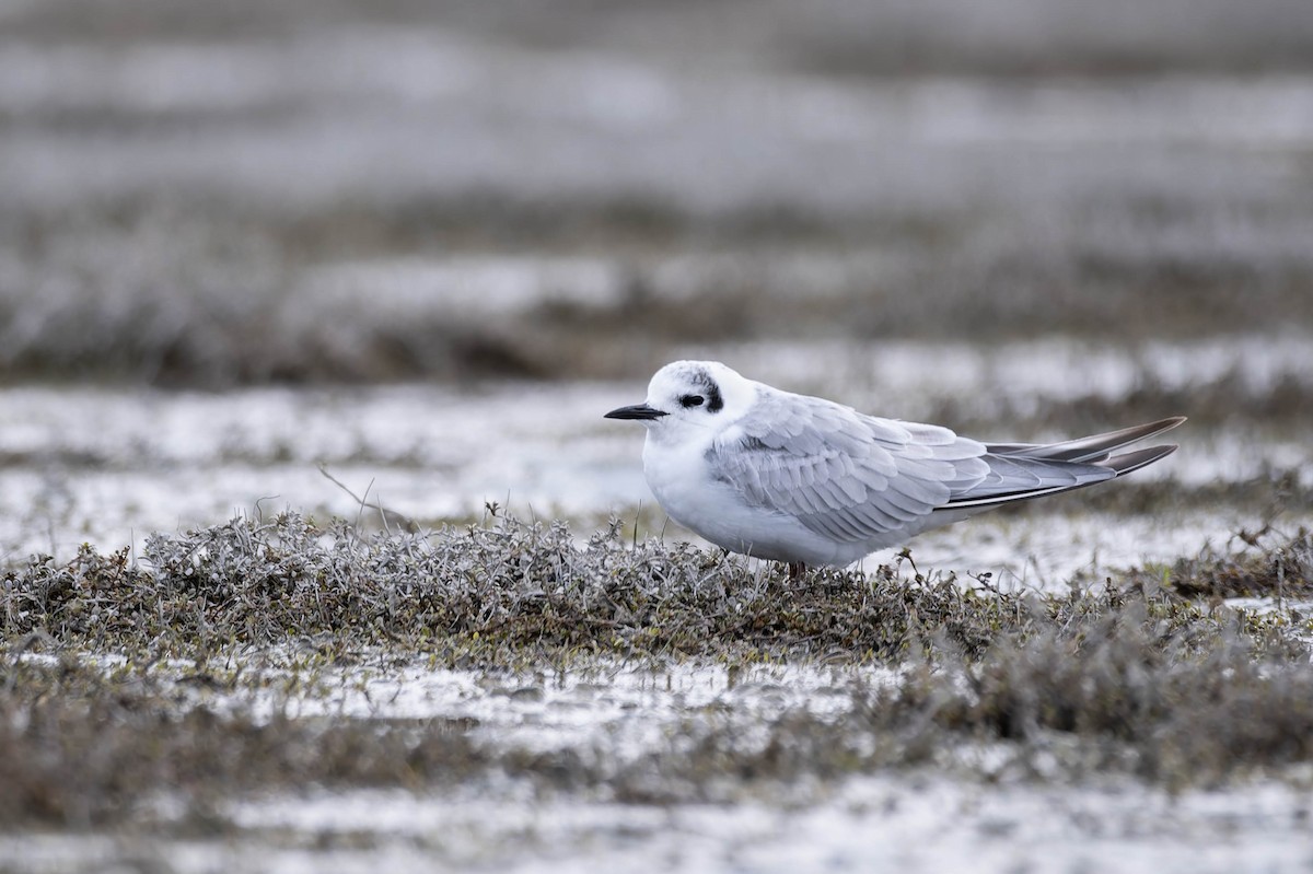 White-winged Tern - ML631698404
