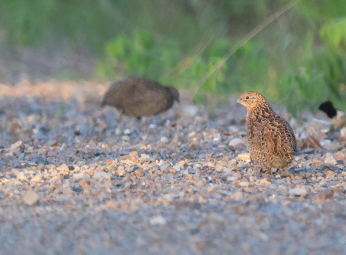 Brown Quail - ML631698549