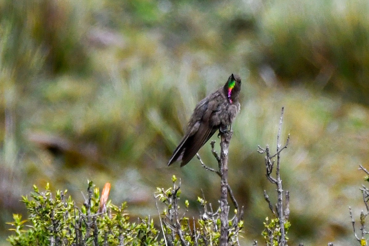Olivaceous Thornbill - ML631698643