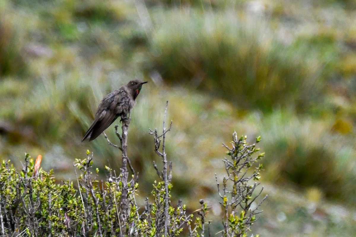 Olivaceous Thornbill - ML631698644