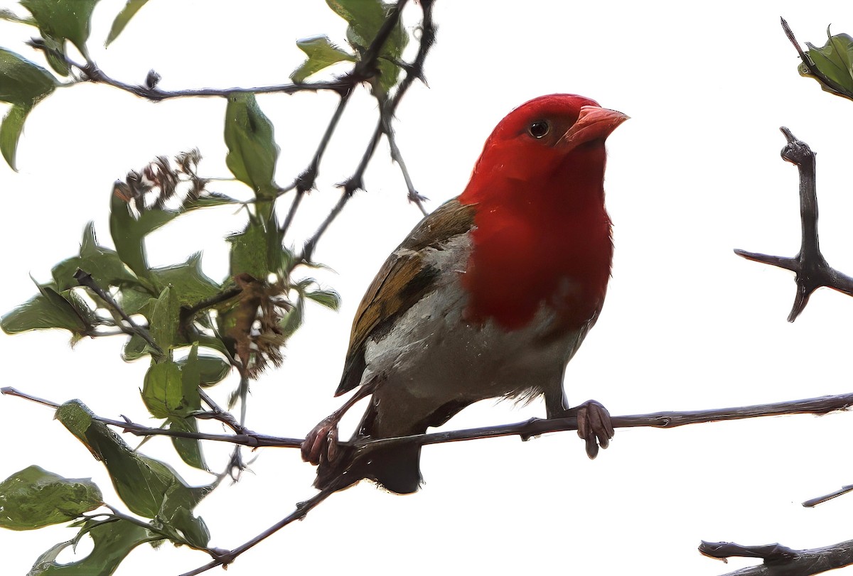 Red-headed Weaver (Southern) - ML631698647