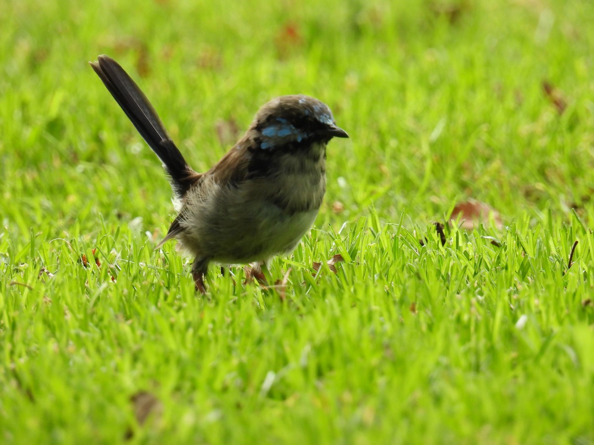 Superb Fairywren - ML631698770
