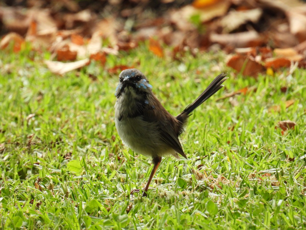 Superb Fairywren - ML631698771