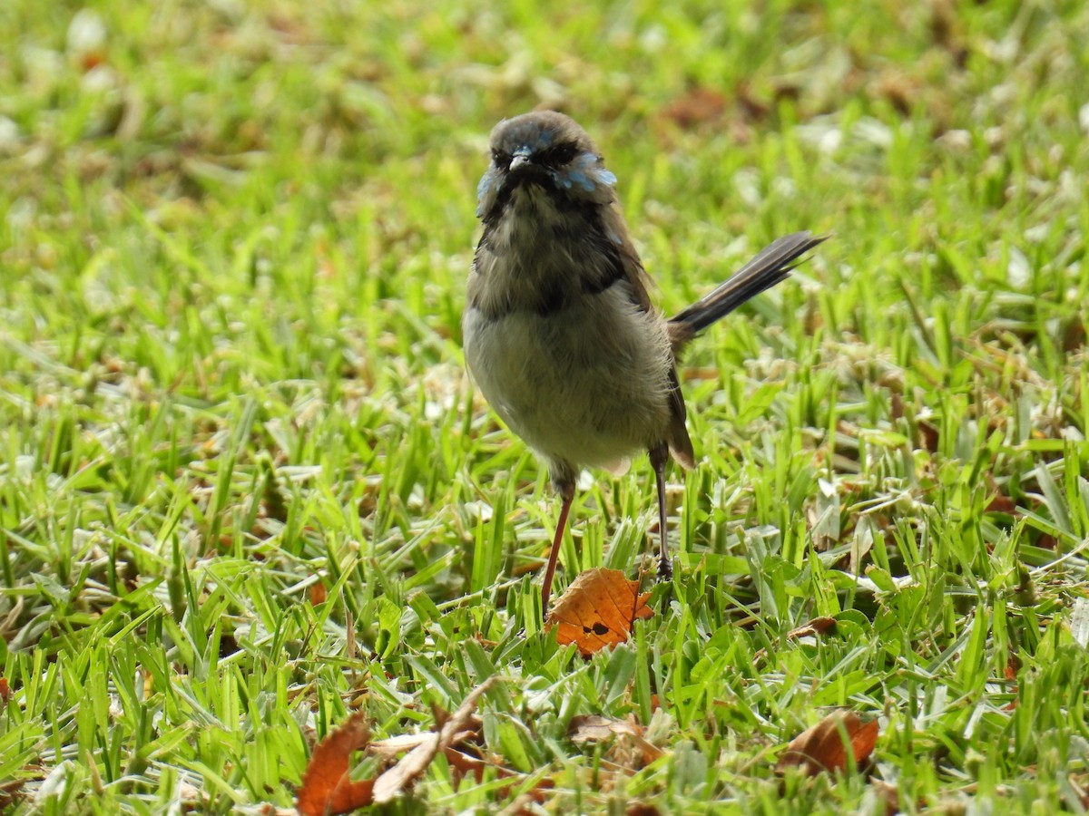 Superb Fairywren - ML631698772
