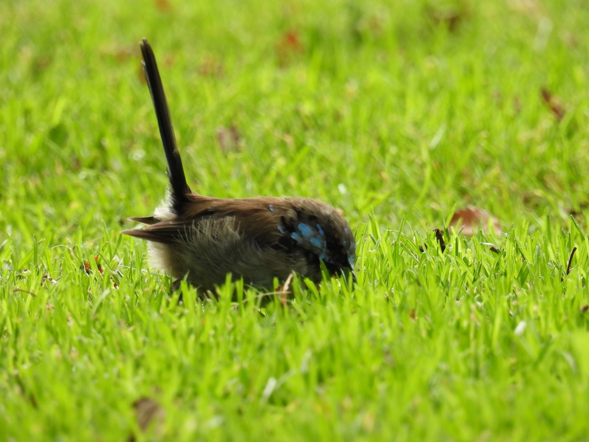 Superb Fairywren - ML631698773