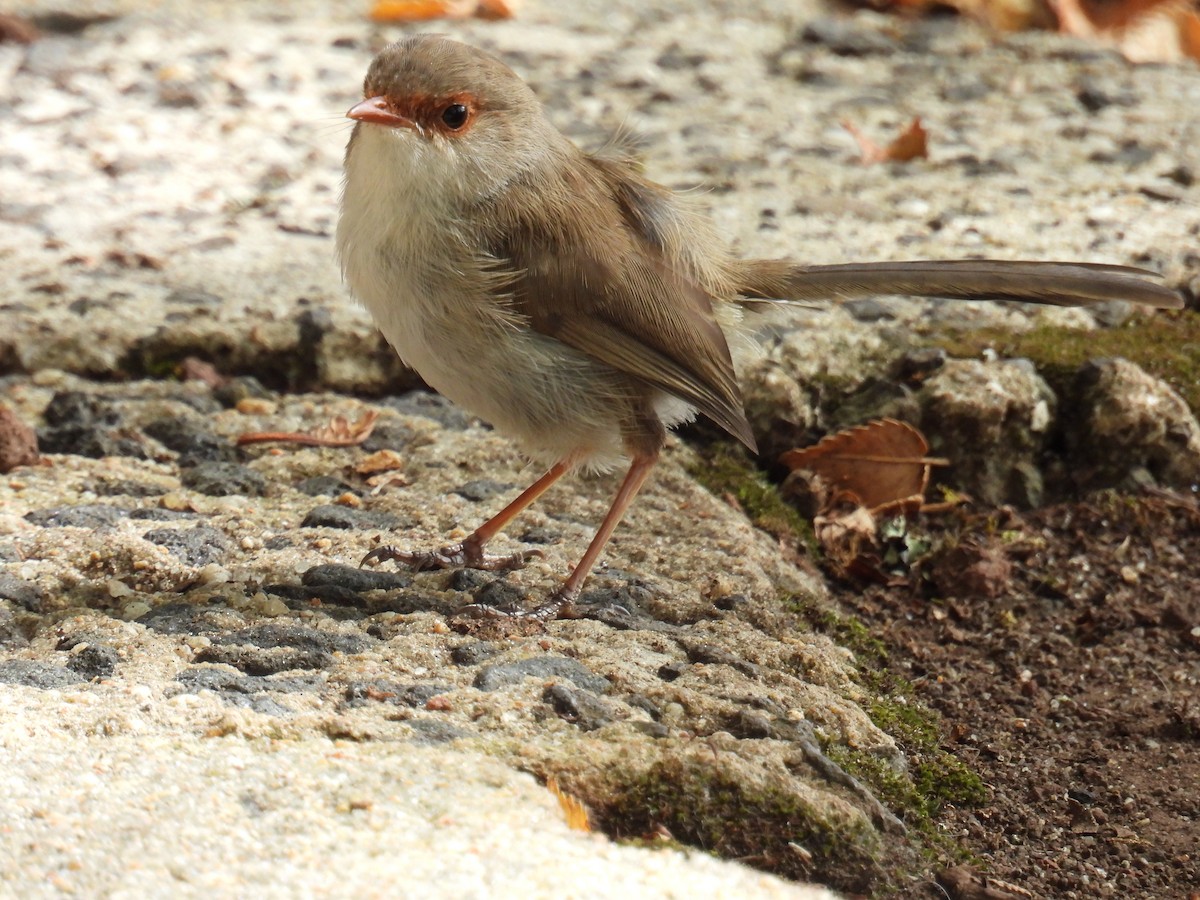 Superb Fairywren - ML631698774
